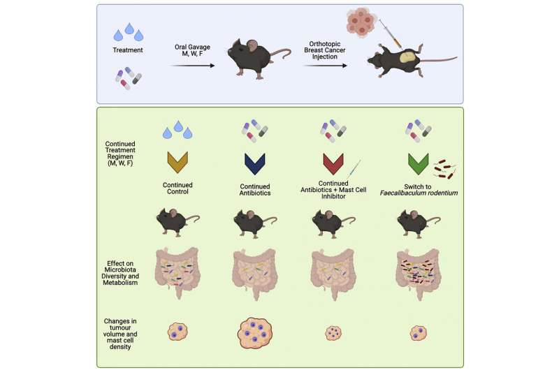 Research breakthrough could protect against breast cancer progression
