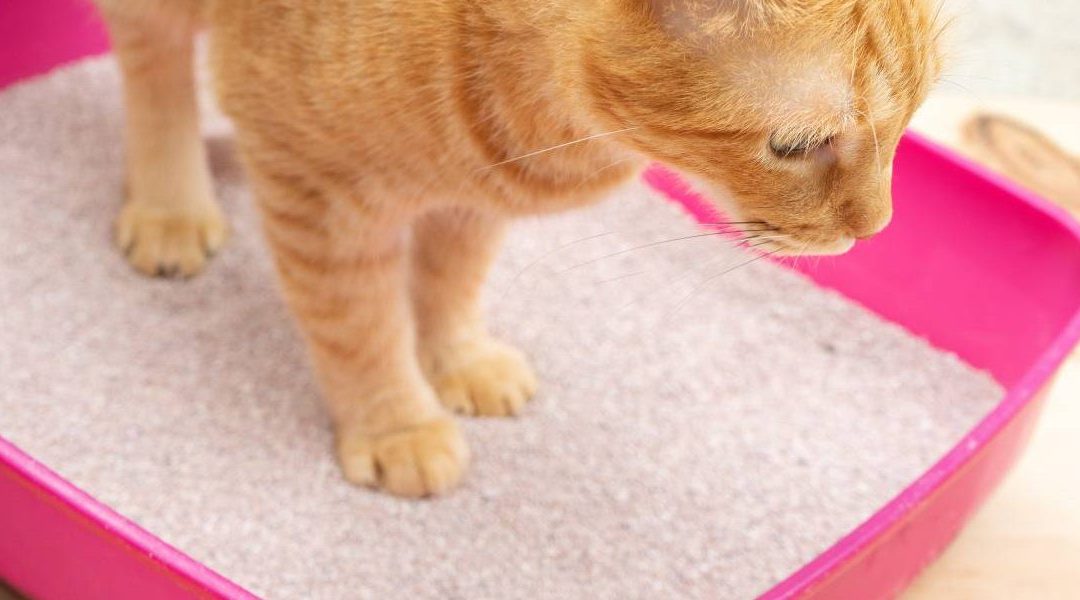 Handling Kitty Litter during Pregnancy: What You Need to Know
