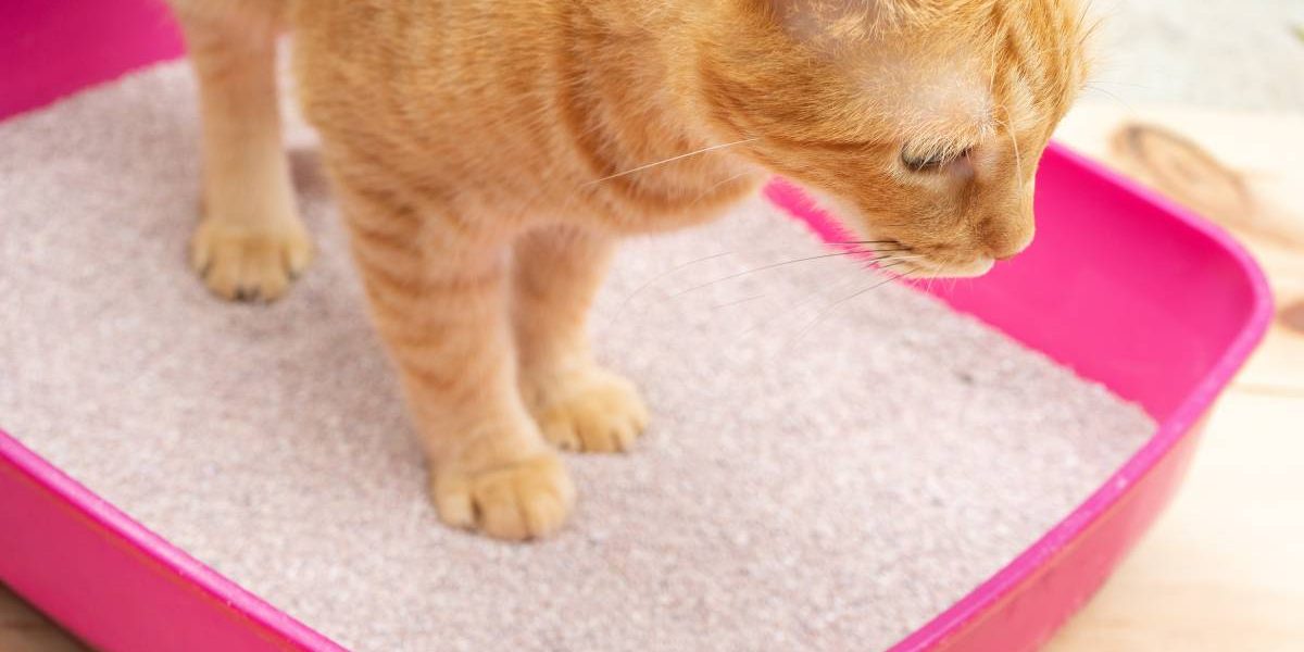 Kitty Litter and Pregnancy